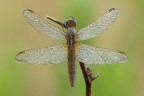 Crocothemis Erythraea