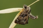 Carcharodus Alcae Carcharodus Alcae