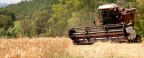 Grano Grano