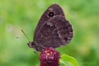 Satyrus ferula Satyrus ferula