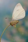 Pieris brassicae Linnaeus, 1758 Pieris brassicae Linnaeus, 1758