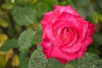 Una rosa... Una rosa...
