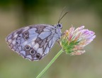 Melanargia galathea Melanargia galathea