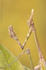 Empusa...ritratto.... Empusa...ritratto....