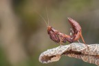 Regina Mantid Regina Mantid