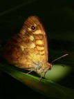*** Dall'ombra *** *** Dall'ombra ***