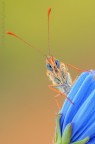 Melitaea...ritratto... Melitaea...ritratto...