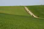 La strada nel verde La strada nel verde