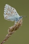 Polyommatus coridon Polyommatus coridon
