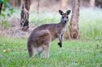 Australia Australia