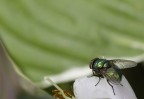 verde verde