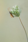 Stenopterus ater Linnaeus Stenopterus ater Linnaeus