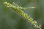 Acrida ungarica Acrida ungarica