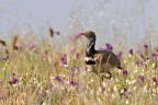 gallina prataiola gallina prataiola