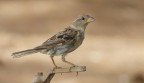 S.T. S.T.