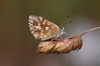Lysandra bellargius Lysandra bellargius