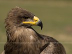 Hawk Hawk