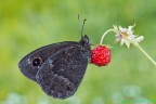 Satyrus ferula con Fragola Satyrus ferula con Fragola
