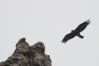 Aquila reale Aquila reale