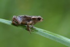 Anura Bufonidae    ( Bufo Bufo )