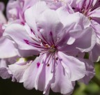 scattata con Canon 600D + 18-55 IS II (kit) 
1/320 f.10 Iso 100 mano libera
???
ogni critica e commento sono graditi