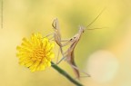 Mantis... Mantis...