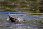 Il cavaliere d'acqua... Il cavaliere d'acqua...