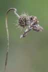 Eutelia adulatrix Eutelia adulatrix