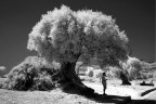 albero albero