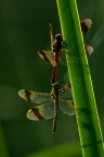 libellule libellule