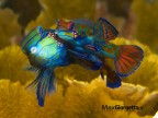 Mandarin fish in love
questi pesciolini di circa 2cm. si accoppiamo all'imbrunire, in una danza che dura circa 20' dove i maschi(pi� grandi) si contendolo la femmina. l'accoppiamento avviene dopo un piccolo corteggiamento e si agganciano come li vedete, si innalzano dal fondo marino(in genere un banco di coralli) per circa 20 cm. a quel punto avviene l'amplesso, dopodich� si separano.