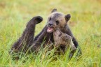 Bear games