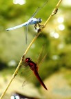 colored dragonfly colored dragonfly