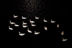 Cigno di cigni Cigno di cigni