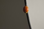 Borderline Borderline