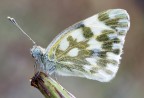 Pontia Edusa... Pontia Edusa...