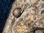 Lumaca Lumaca