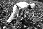 Foto di un bracciante agricolo intento nel suo lavoro