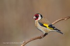 Cardellino (Carduelis carduelis)