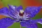 Clematide - Clematis Clematide - Clematis