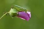 Fiore rosa... Fiore rosa...