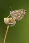 Polyommato...rampante Polyommato...rampante