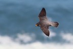 Rapace sconosciuto Rapace sconosciuto