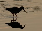 Double Silhouette Double Silhouette