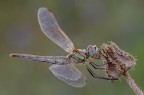 Sympetrum fonscolombii femmina Sympetrum fonscolombii femmina