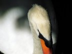 il cigno il cigno