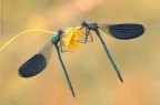 Calopteryx �....specularity...