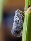 Metcalfa pruinosa Say, 1830(2) Metcalfa pruinosa Say, 1830(2)