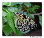 The Butterfly The Butterfly