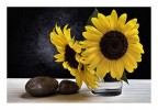 i miei girasoli i miei girasoli